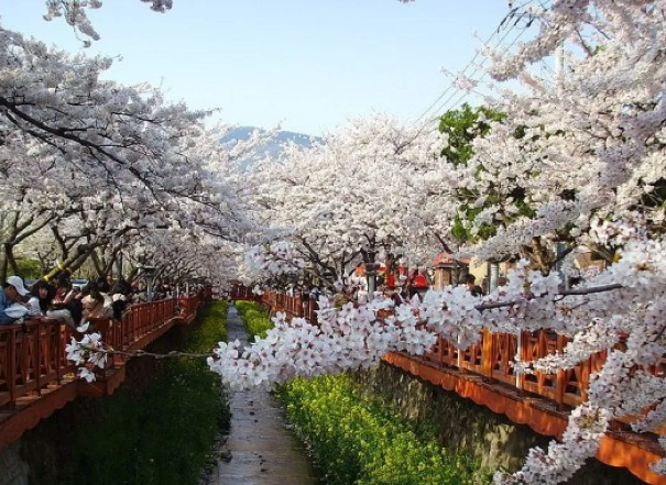 Keindahan Bunga Musim Semi di Taman Gyeongju Korea