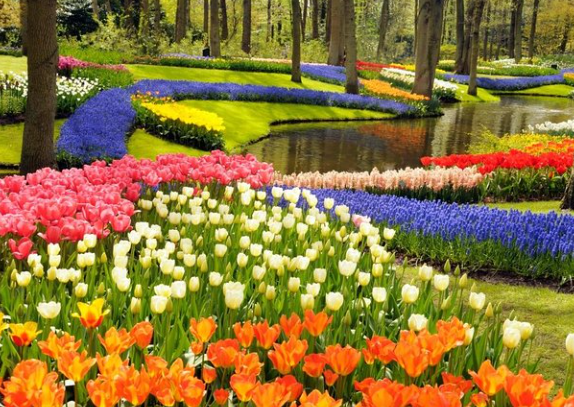 pengalaman-berjalan-di-antara-bunga-tulip-taman-keukenhof